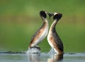 Great Crested Grebe