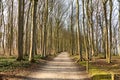 Beautiful ghost forest close to the beach at Warnemuende