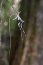 Beautiful Ghost Orchid flower suspended from the gnarled trunk of a mossy tree