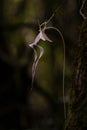 Beautiful Ghost Orchid flower suspended from the gnarled trunk of a mossy tree