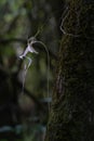 Ghost Orchid white flower hanging near the mossy tree trunk