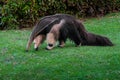 Beautiful Giant Anteater