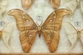 Beautiful Giant atlas moth butterfly on background