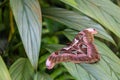 Beautiful Giant Atlas Moth is sitting on the green plant