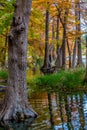 Beautiful Giant Cypress Trees Covered with Fall Foliage in Texas.