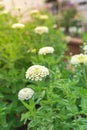 Giant white Zinnia elegans flowers on raised garden bed in Texas, America