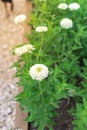 Giant white Zinnia elegans flowers on raised garden bed in Texas, America