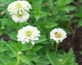 Working bee pollinating giant white Zinnia elegans flower at flower garden in Texas, America