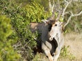 Beautiful Giant Eland antelope emerging from a bush Royalty Free Stock Photo