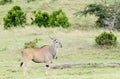 A Beautiful Giant Eland antelope Royalty Free Stock Photo