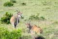 Beautiful Giant Eland antelopes Royalty Free Stock Photo