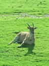 Beautiful Giant Eland antelopes Royalty Free Stock Photo