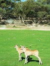 Beautiful Giant Eland antelopes Royalty Free Stock Photo