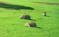 Beautiful Giant Eland antelopes Royalty Free Stock Photo