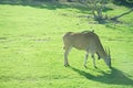 Beautiful Giant Eland antelopes Royalty Free Stock Photo