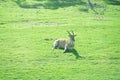 Beautiful Giant Eland antelopes Royalty Free Stock Photo