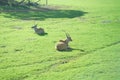 Beautiful Giant Eland antelopes Royalty Free Stock Photo