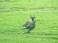 Beautiful Giant Eland antelopes Royalty Free Stock Photo