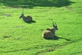 Beautiful Giant Eland antelopes Royalty Free Stock Photo