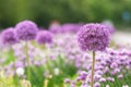 Beautiful giant onion flower on blurred background, closeup. Space for text Royalty Free Stock Photo