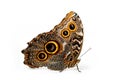 Beautiful Giant Owl butterfly isolated on a white background. Side view Royalty Free Stock Photo