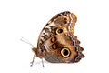 Beautiful Giant Owl butterfly isolated on a white background. Side view Royalty Free Stock Photo