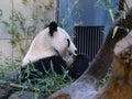 Beautiful Giant panda Near a Tree Royalty Free Stock Photo