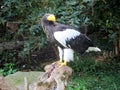 a beautiful giant sea eagle sits on its prey Royalty Free Stock Photo
