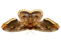 The beautiful giant silk moth butterfly Royalty Free Stock Photo