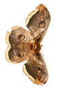 Beautiful giant silk moth butterfly Royalty Free Stock Photo