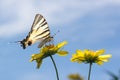 Beautiful giant Swallowtail butterfly (Papilionidae), on yellow