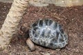 Giant Tortoise With Black Patterned Shell in the Ground Relaxing Royalty Free Stock Photo