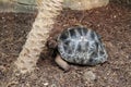 Giant Tortoise With Black Patterned Shell in the Ground Relaxing Royalty Free Stock Photo