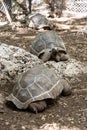 Beautiful giant tortoises in sanctuary Royalty Free Stock Photo