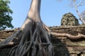 Beautiful giant tree roots growing over ancient temple ruins, angkor wat, cambodia, hindu religon Royalty Free Stock Photo