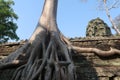 Beautiful giant tree roots growing over ancient temple ruins, angkor wat, cambodia, hindu religon