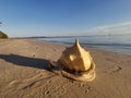 Beautiful Giant Triton Conch Shell on the beach, Balambangan Island. Sabah, Malaysia.