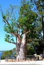 Beautiful tropical baobab tree