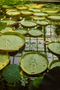 Beautiful giant water plants. Top view of Victoria cruziana aquatic plant, also known as Irupe, large round floating Royalty Free Stock Photo