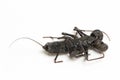 Close up of whip scorpion or vinegarroon Mastigoproctus giganteus on white background