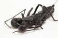 Close up of whip scorpion or vinegarroon Mastigoproctus giganteus on white background