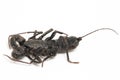 Close up of whip scorpion or vinegarroon Mastigoproctus giganteus on white background