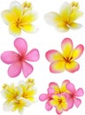 Beautiful gift card with yellow and pink plumerias