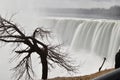 Beautiful gigantic frozen Horseshoe Niagara Waterfalls with a big tree on a frozen spring day in Niagara Falls in Ontario, Canada Royalty Free Stock Photo