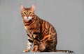 Beautiful ginger, brown green-eyed adorable adult purebred bengal cat rosettes in gold,sitting on dark gray background