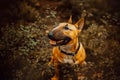 A ginger bull terrier sits among the dark foliage of greenery in the forest. Walking with a dog in nature Royalty Free Stock Photo