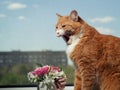 A beautiful ginger cat with black and white stripes sits on the windowsill and looking a little away from the camera. Against the Royalty Free Stock Photo