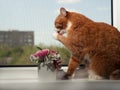 A beautiful ginger cat with black and white stripes sits on the windowsill and looking a little away from the camera. Against the Royalty Free Stock Photo