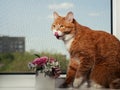 A beautiful ginger cat with black and white stripes sits on the windowsill and looking a little away from the camera. Against the Royalty Free Stock Photo