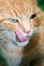 Beautiful ginger cat with green eyes licks his lip